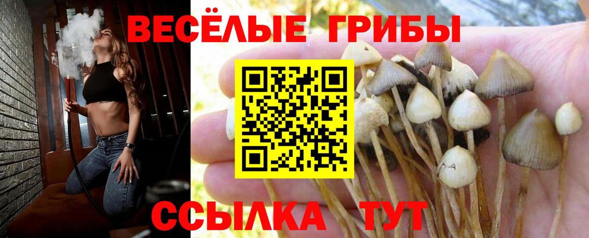 Галлюциногенные грибы Psilocybe Белогорск